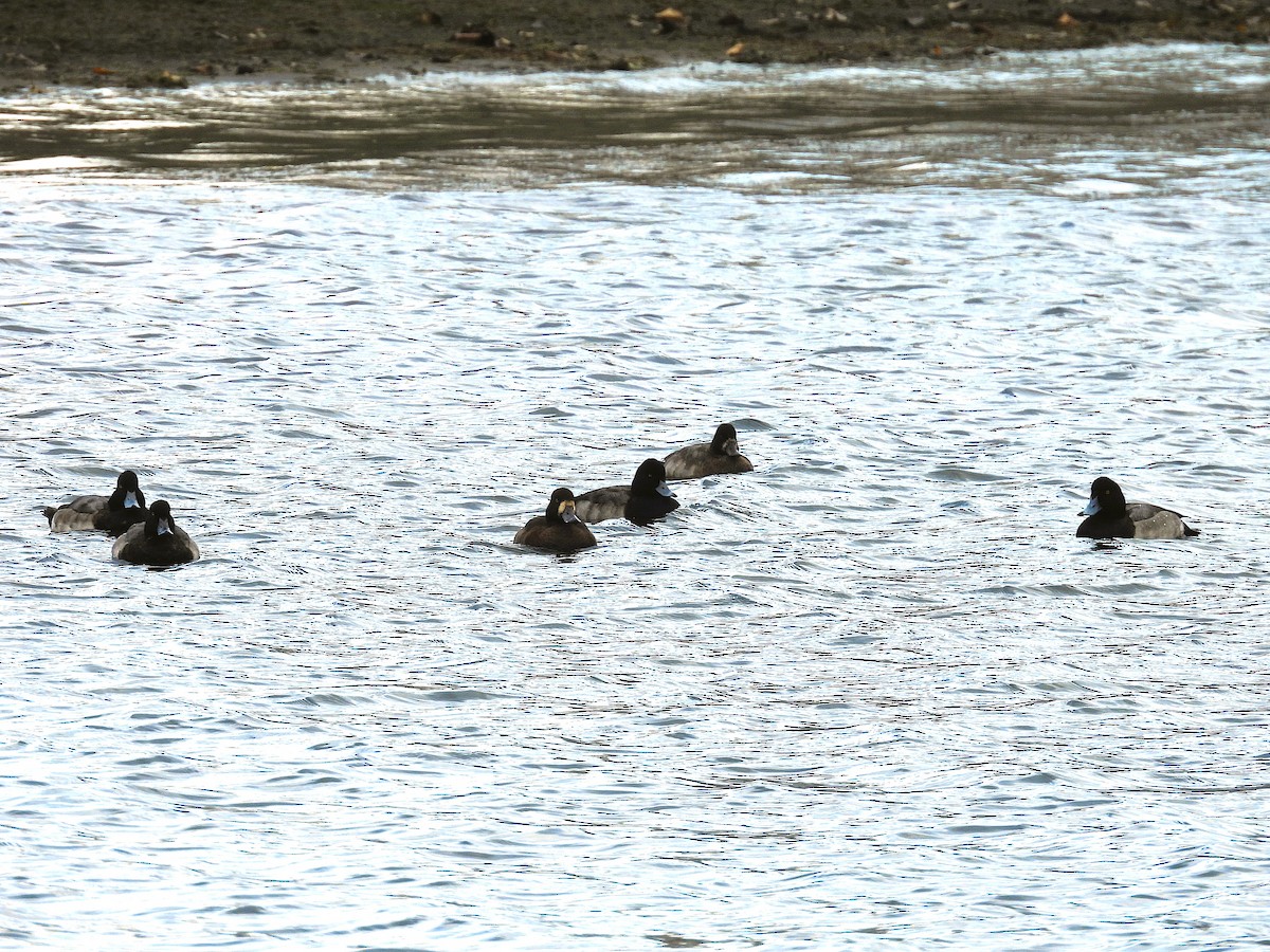 Fuligule milouinan - ML644284268