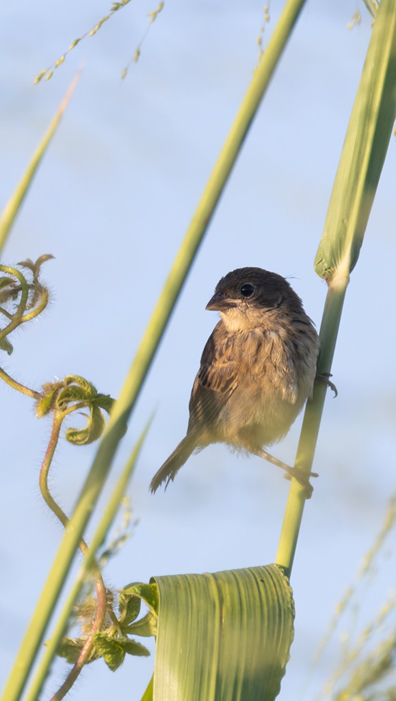 Якарина - ML644284286