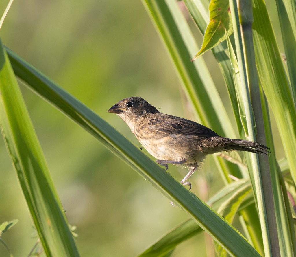 Якарина - ML644284287