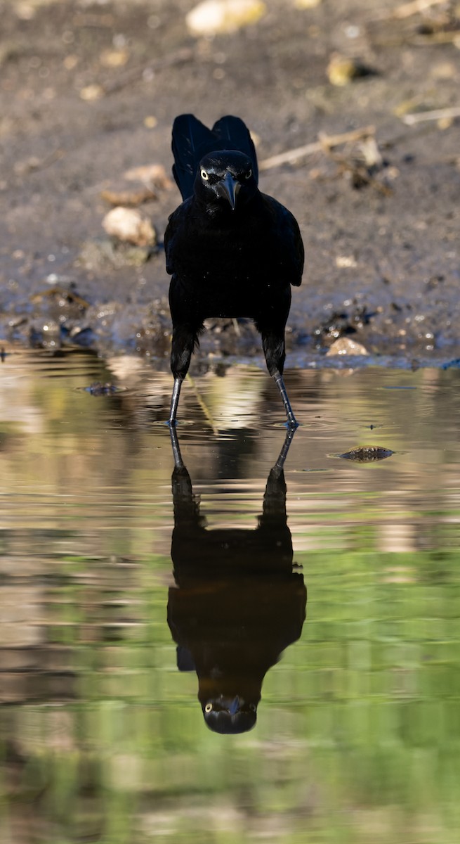 Great-tailed Grackle - ML644284312