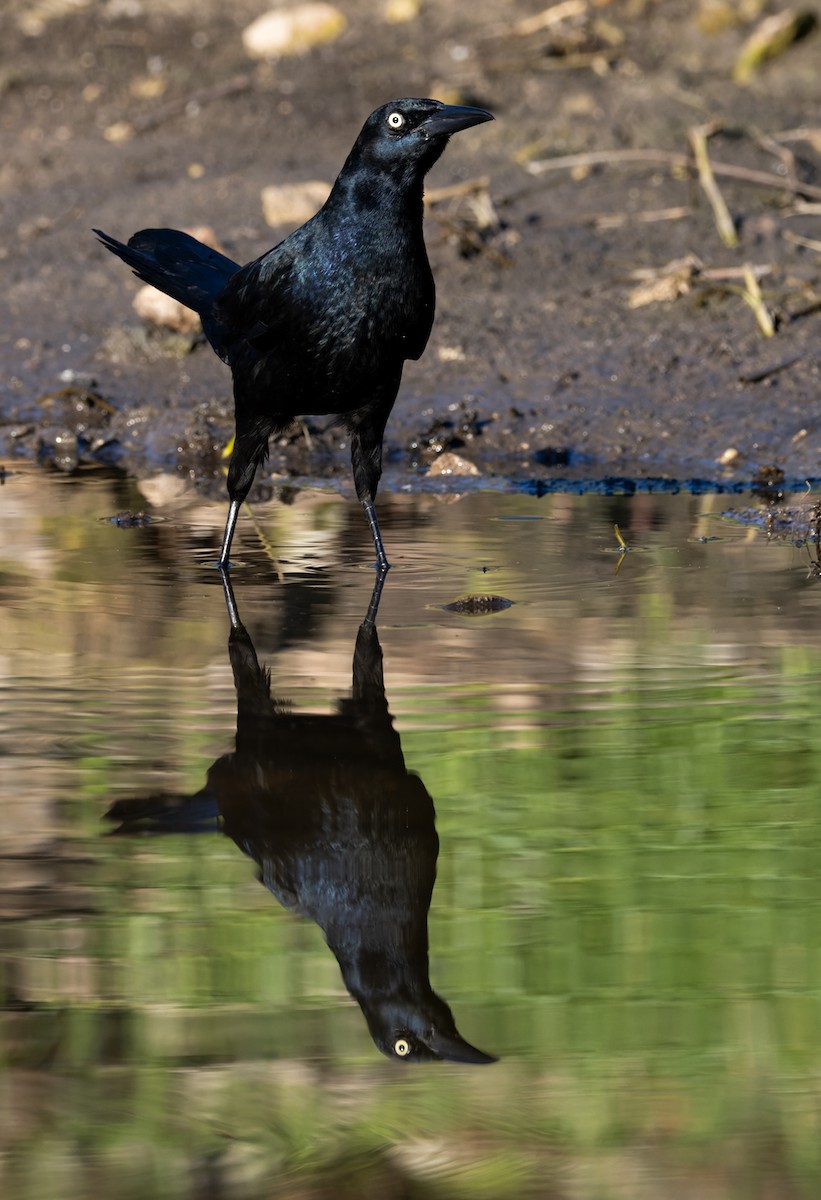 Great-tailed Grackle - ML644284313