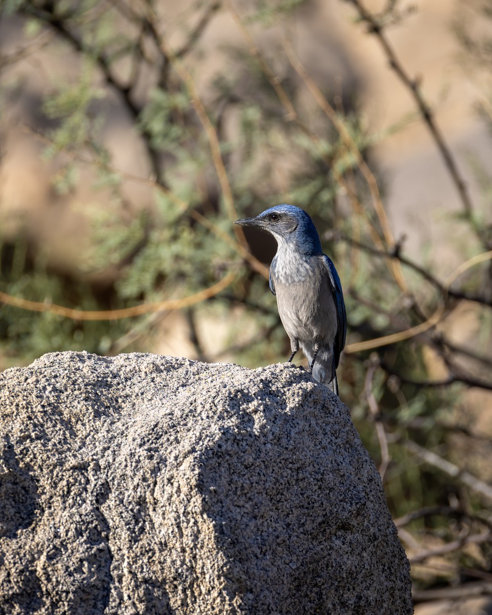 Woodhouse's Scrub-Jay - ML644284319