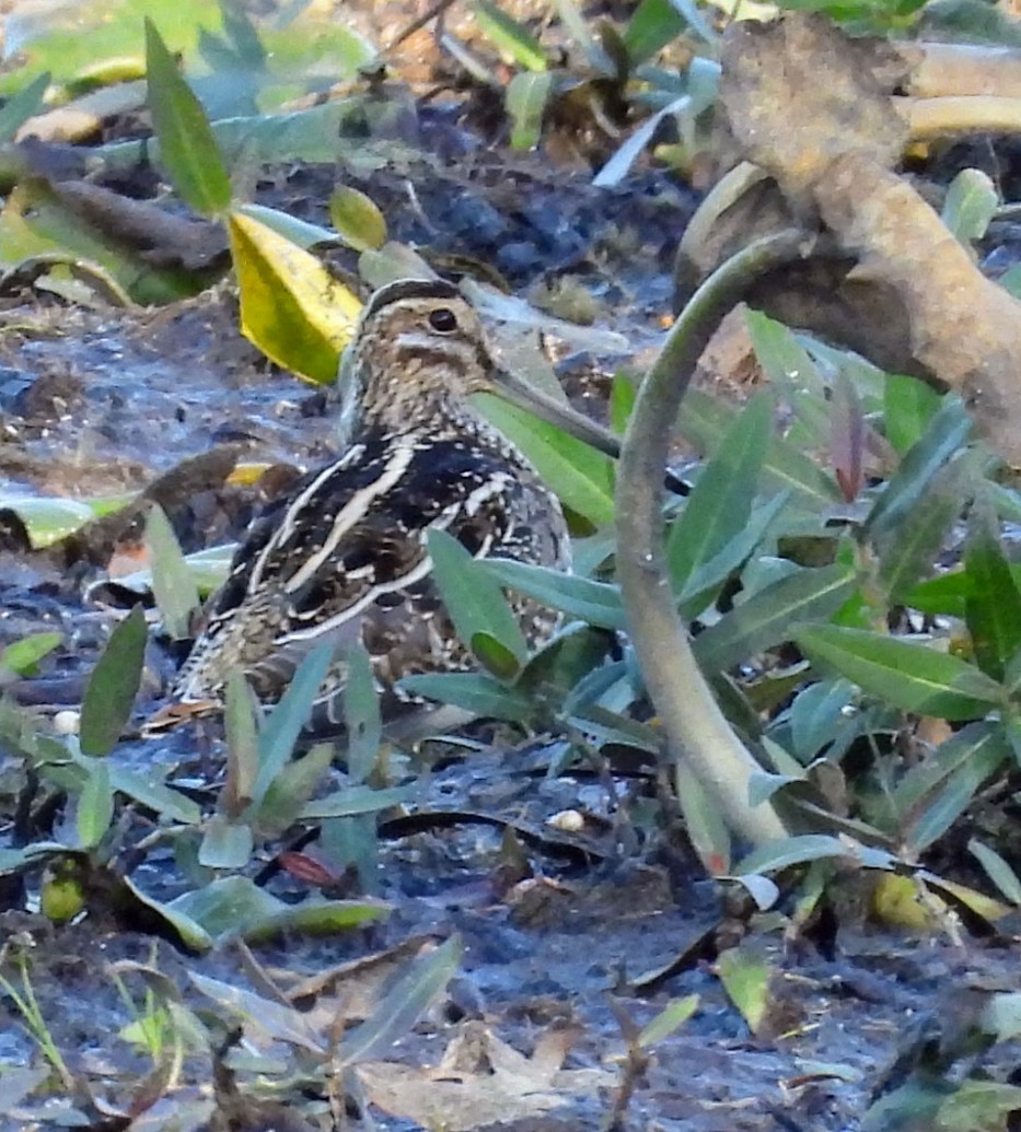 Wilson's Snipe - ML644284323