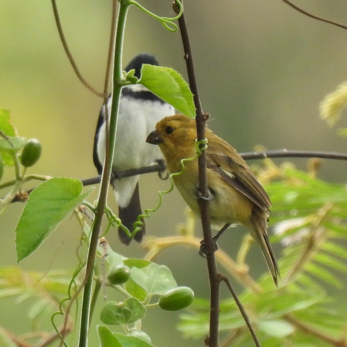 Variable Seedeater - ML644284356