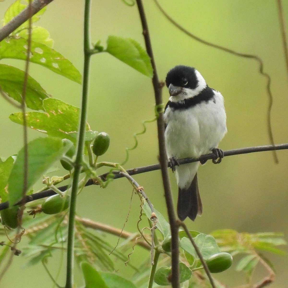Variable Seedeater - ML644284357