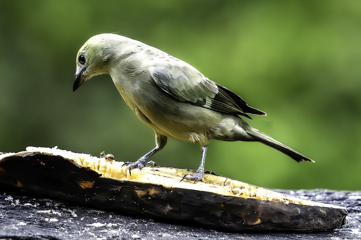 Tangara Palmera - ML644284360