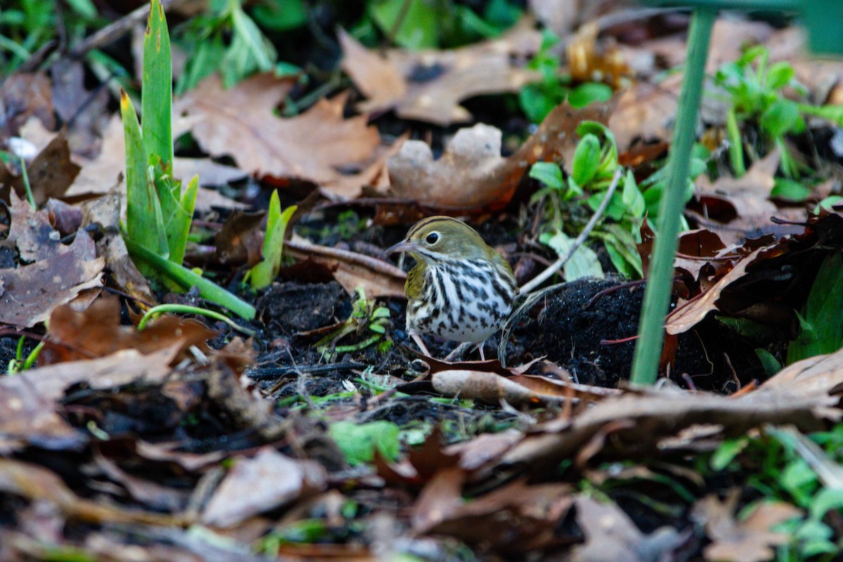 Ovenbird - ML644284365