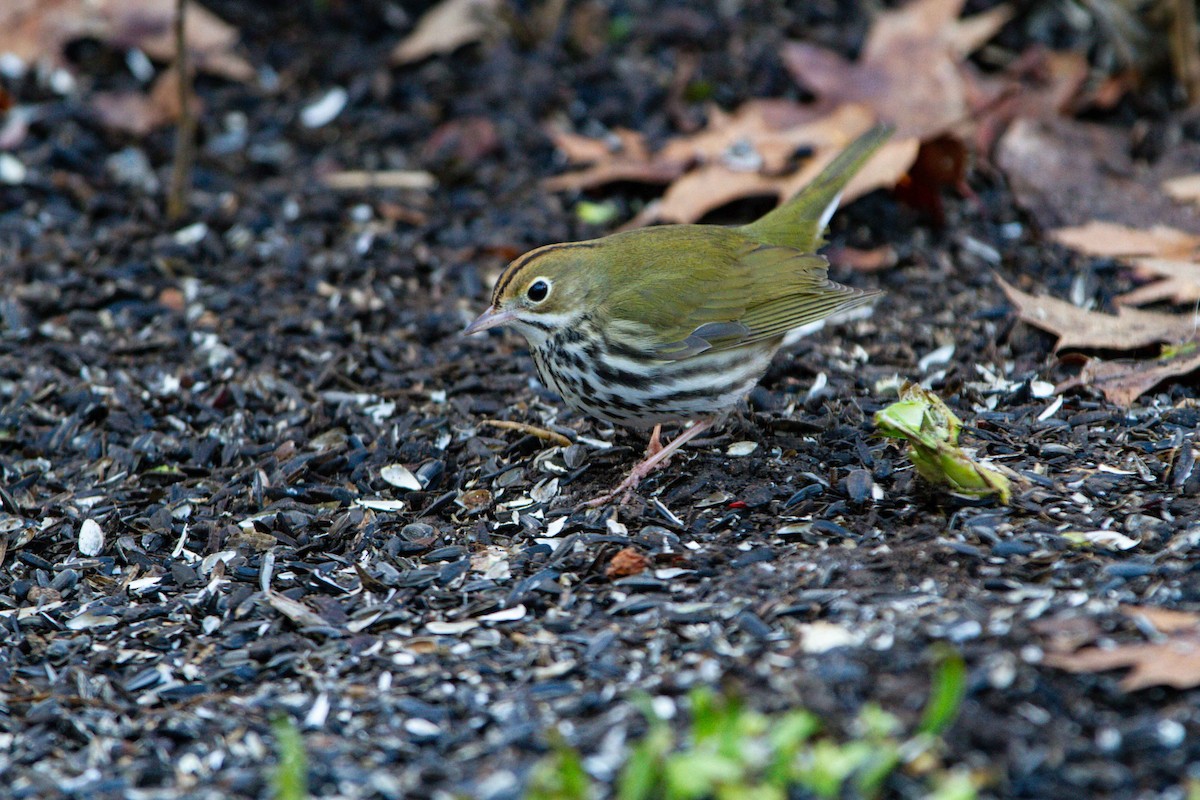 Ovenbird - ML644284366