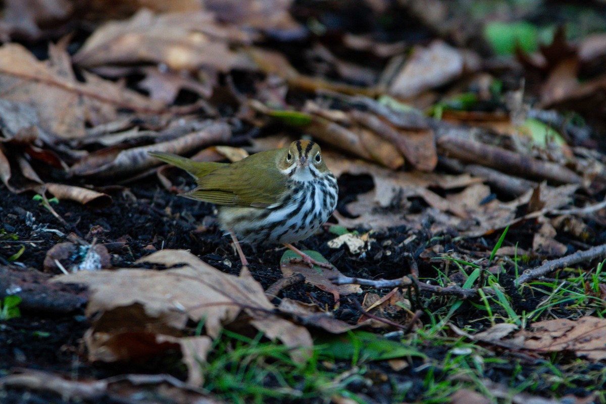 Ovenbird - ML644284367