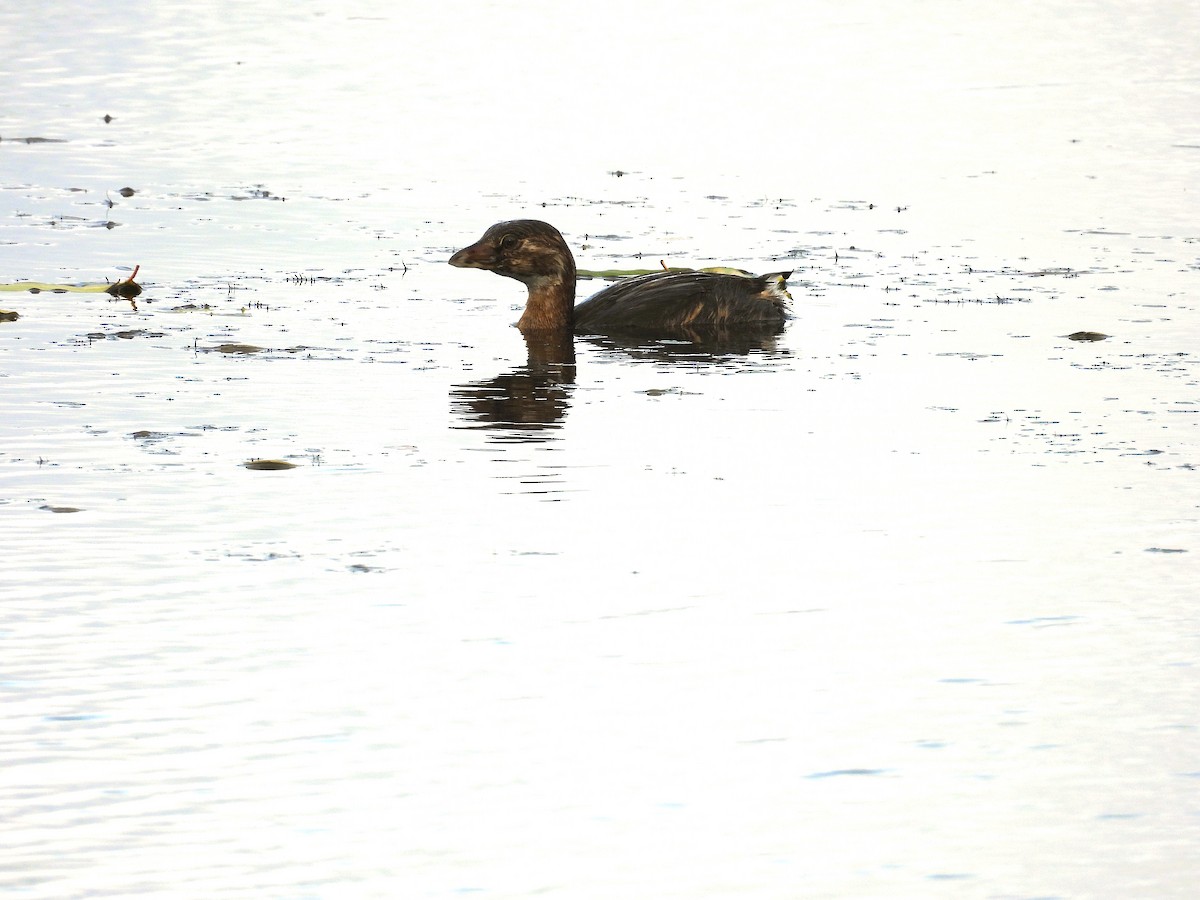 potápka americká - ML644284370