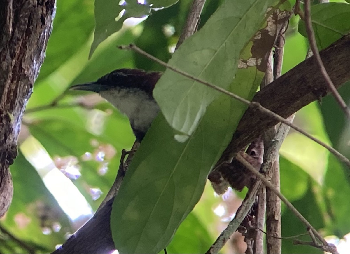 Black-bellied Wren - ML644284373