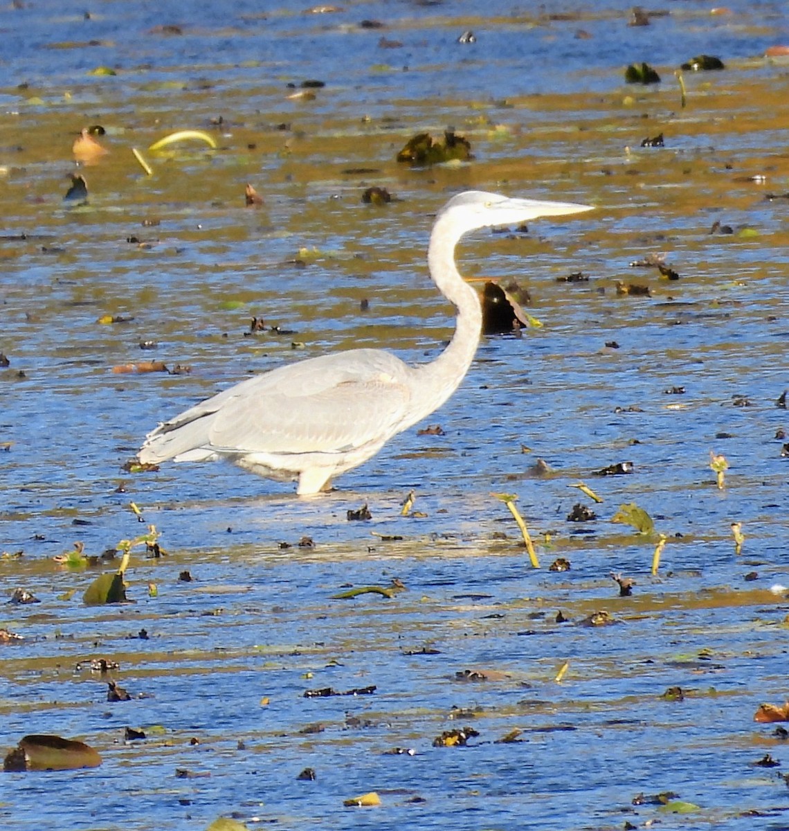 Great Blue Heron - ML644284374