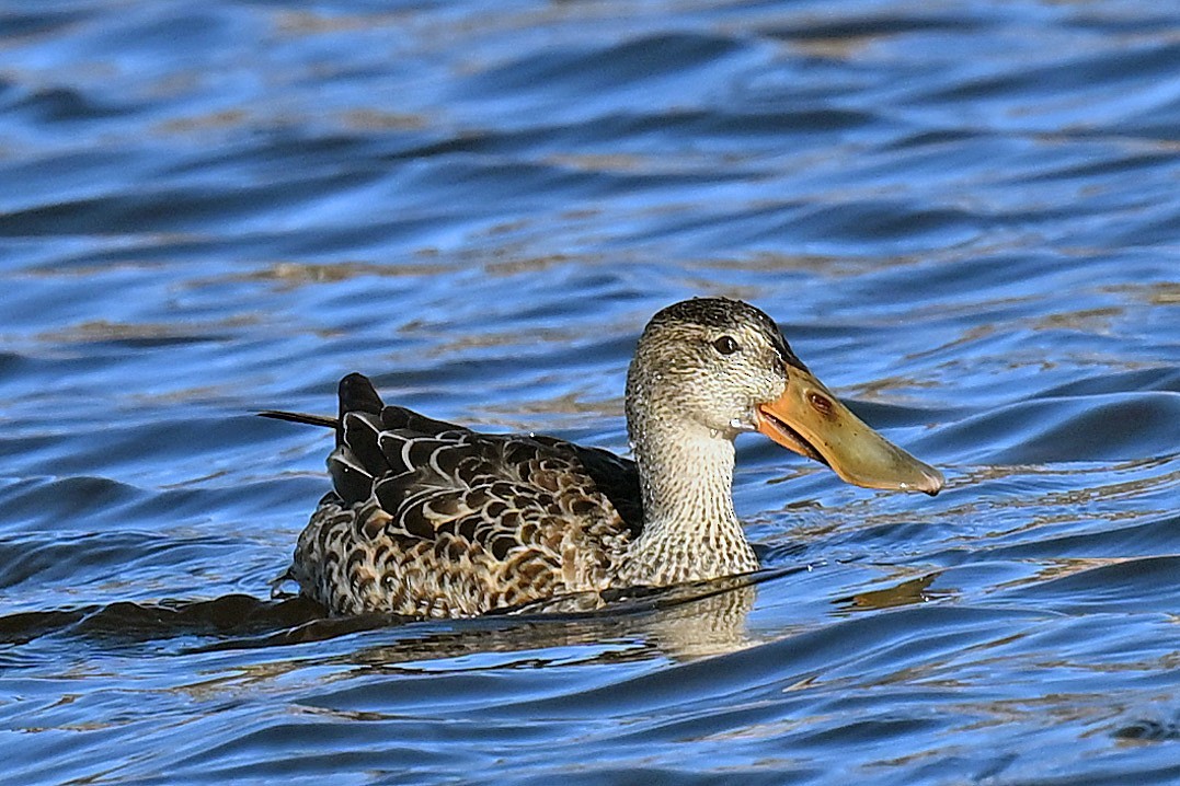 lžičák pestrý - ML644284375