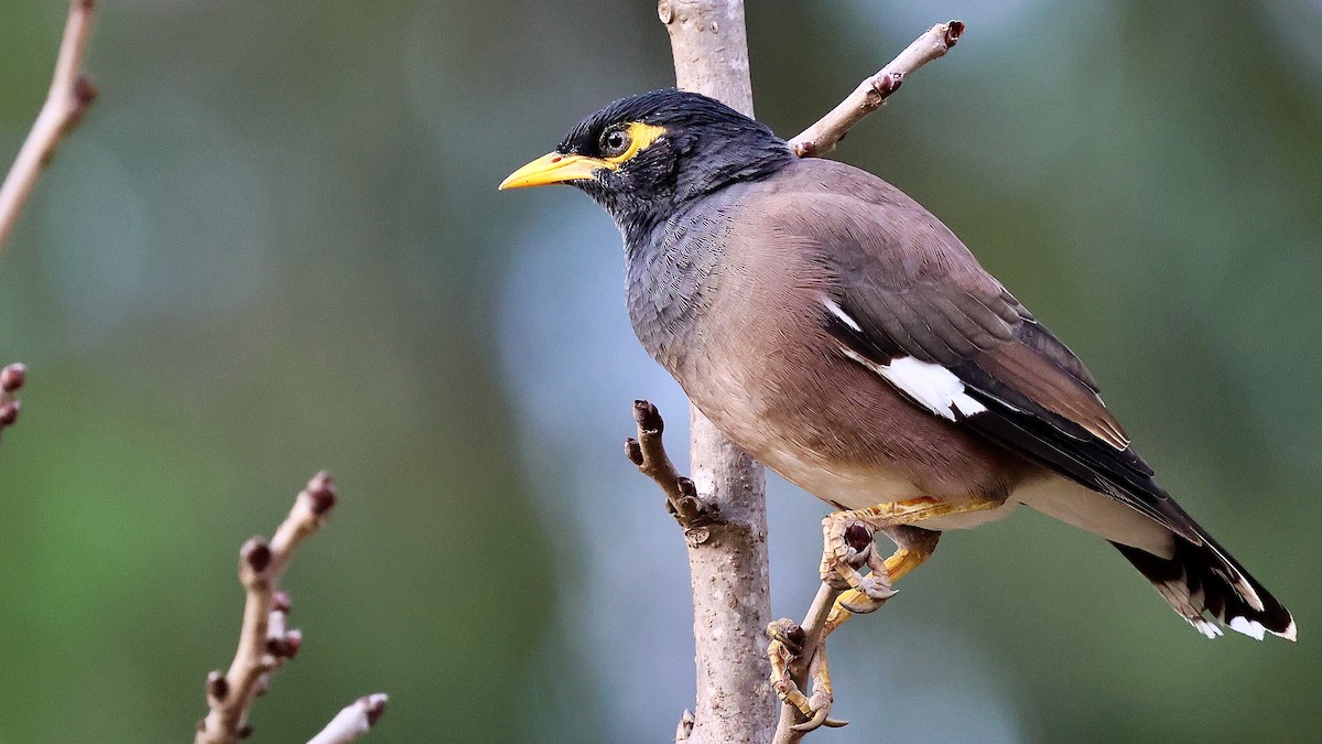 מיינה מצויה - ML644284377