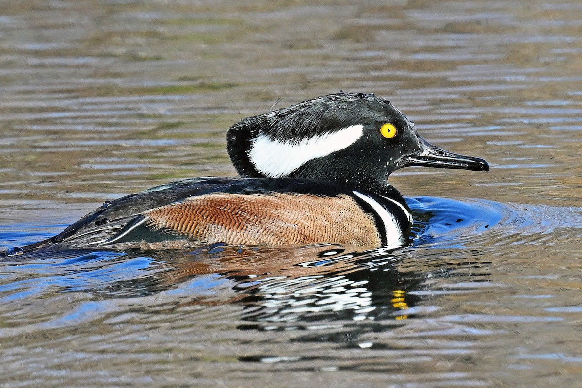 morčák chocholatý - ML644284381