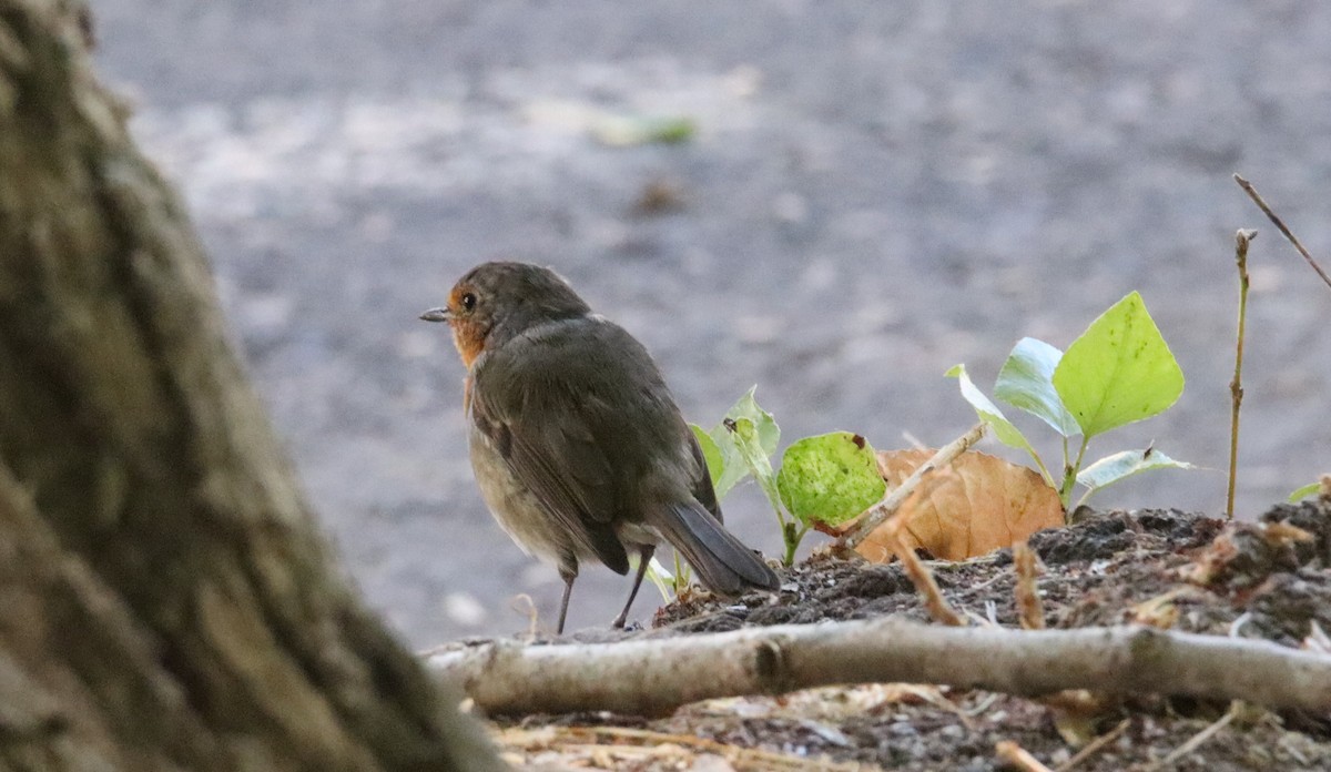 Өрнийн зээрд омруут - ML644284382