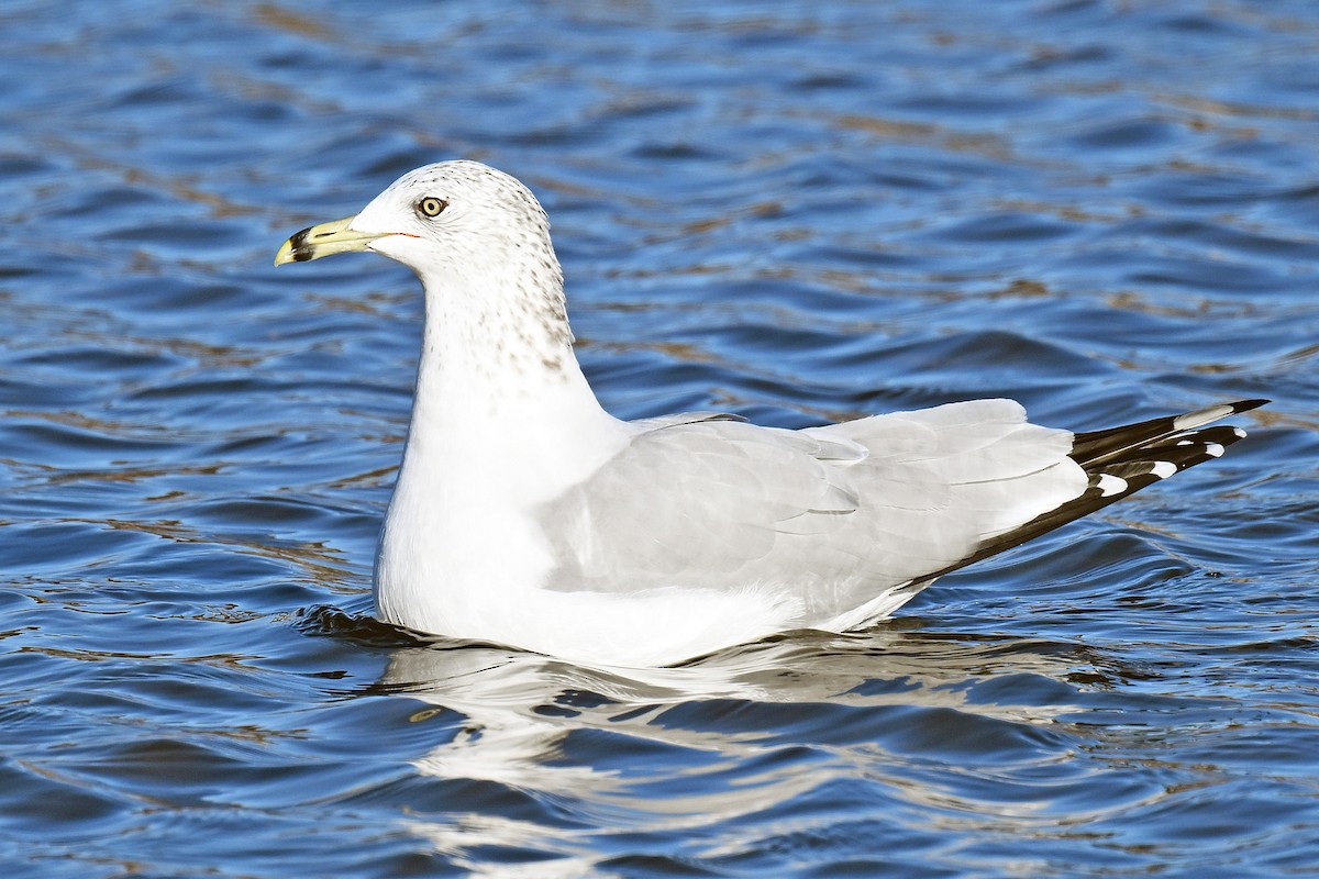 racek kroužkozobý - ML644284390