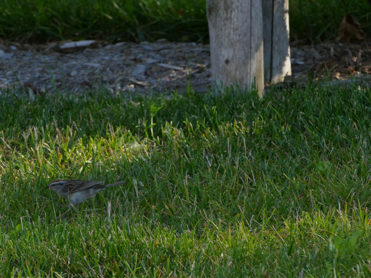 Chipping Sparrow - ML644284392