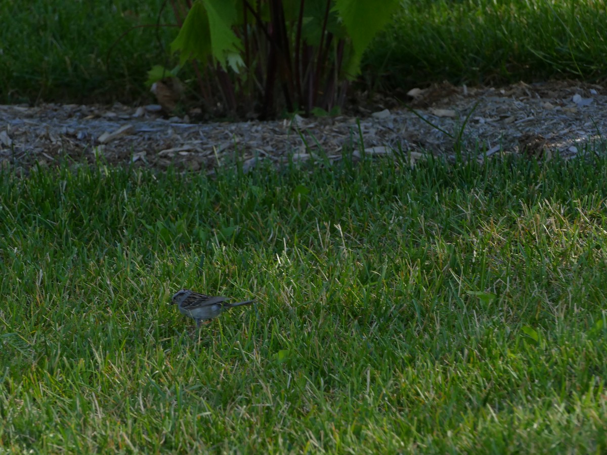 Chipping Sparrow - ML644284394