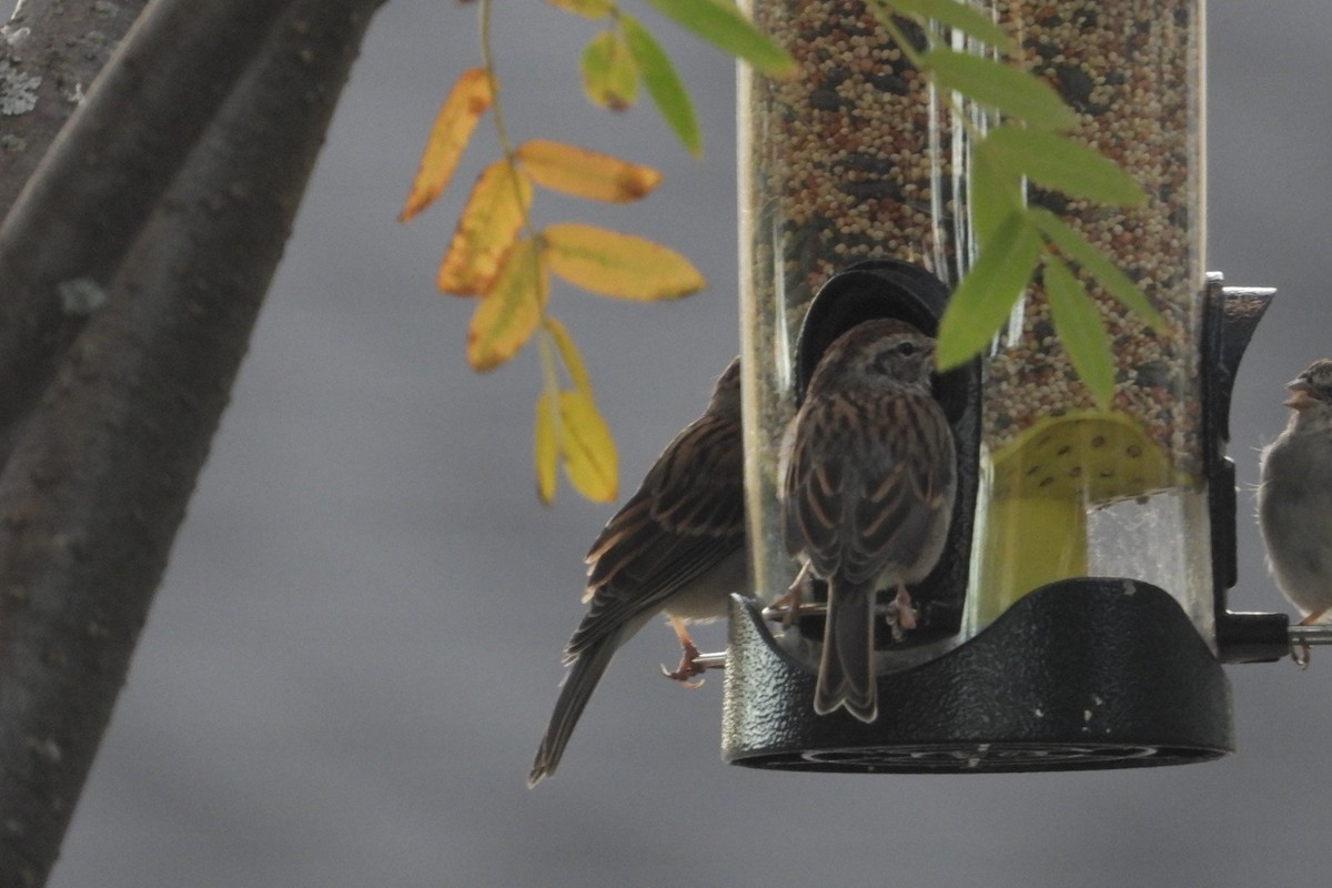 Chipping Sparrow - ML644284405