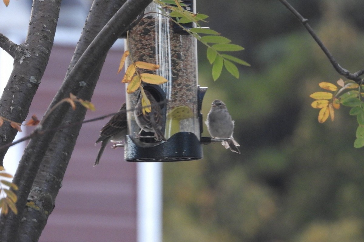 Chipping Sparrow - ML644284408
