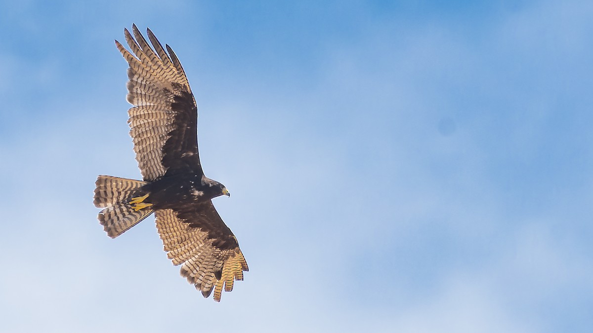 Buse à queue barrée - ML644284411