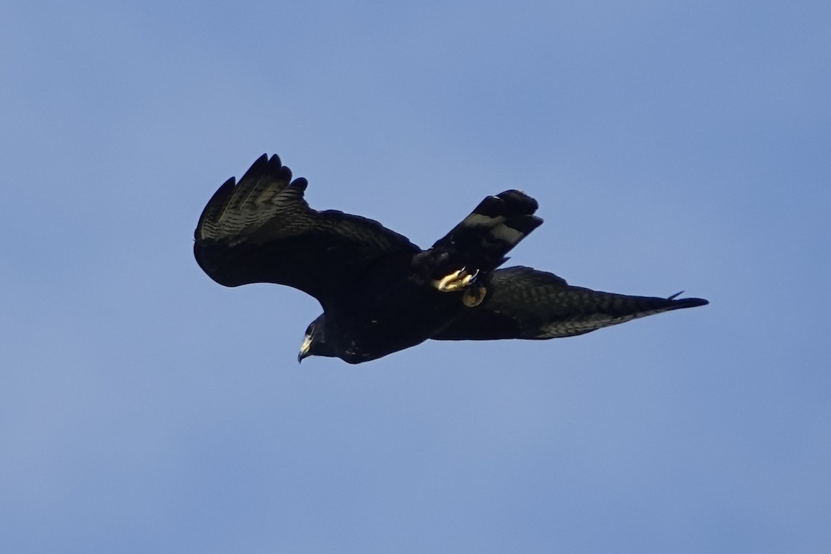 Buse à queue barrée - ML644284412