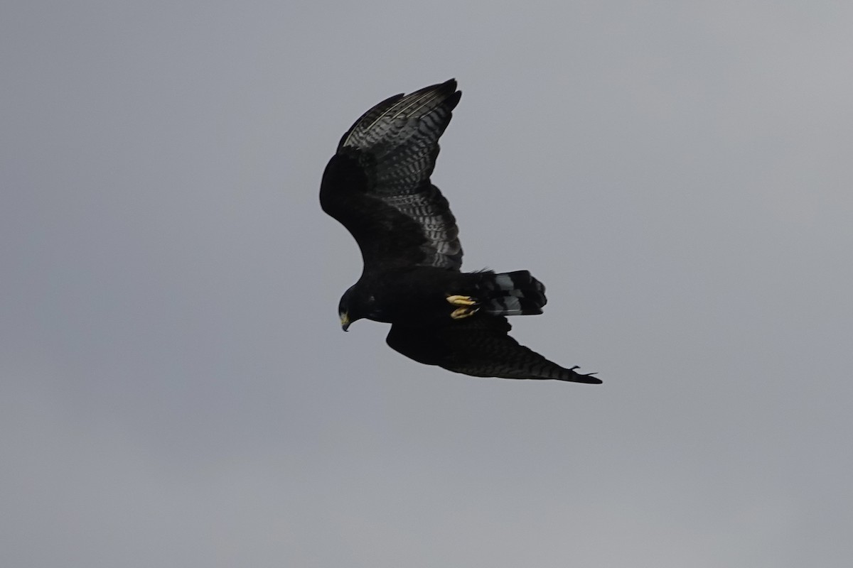 Buse à queue barrée - ML644284415