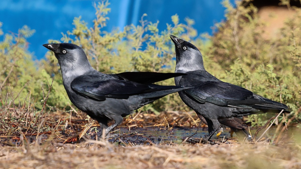 קאק - ML644284422