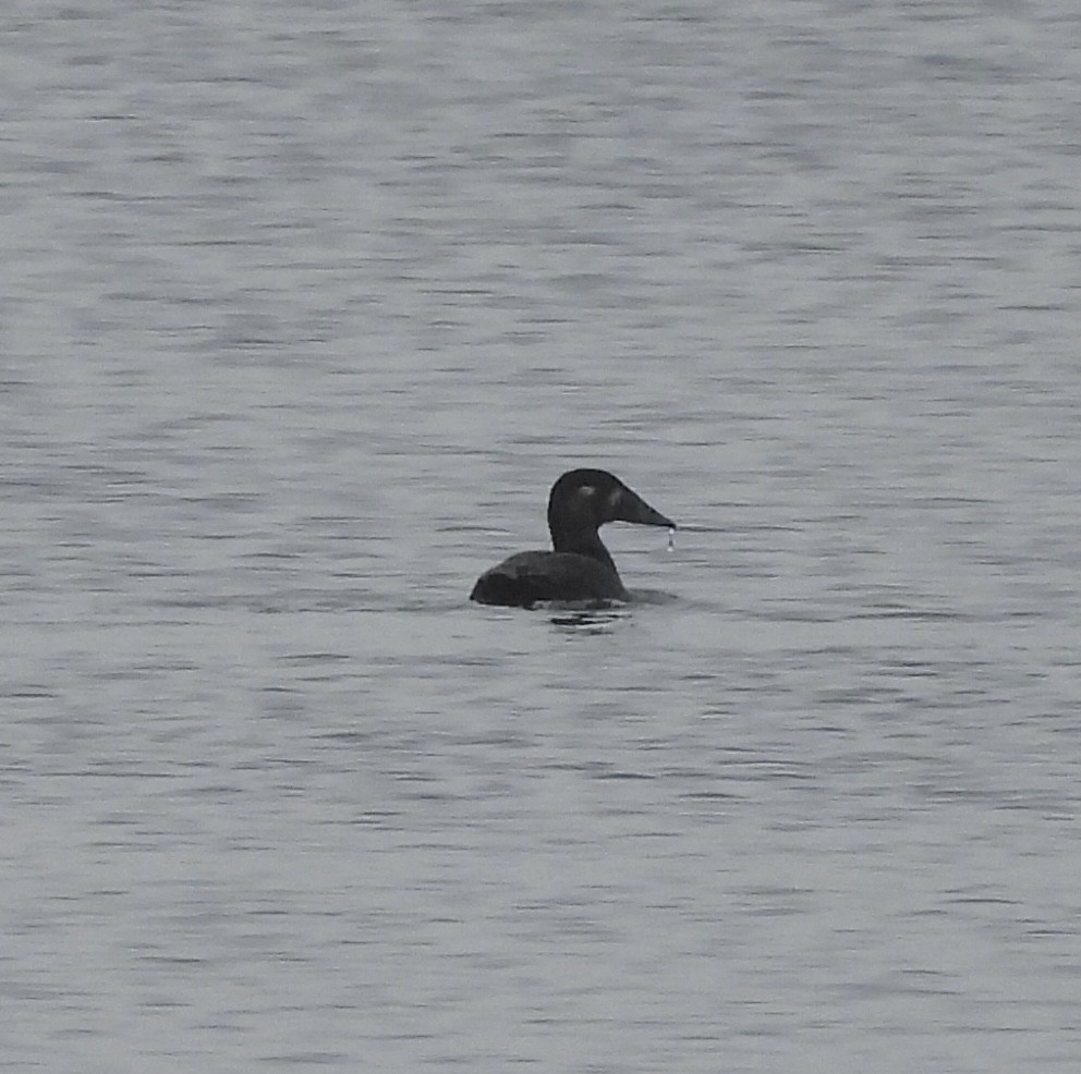 Surf Scoter - ML644284426