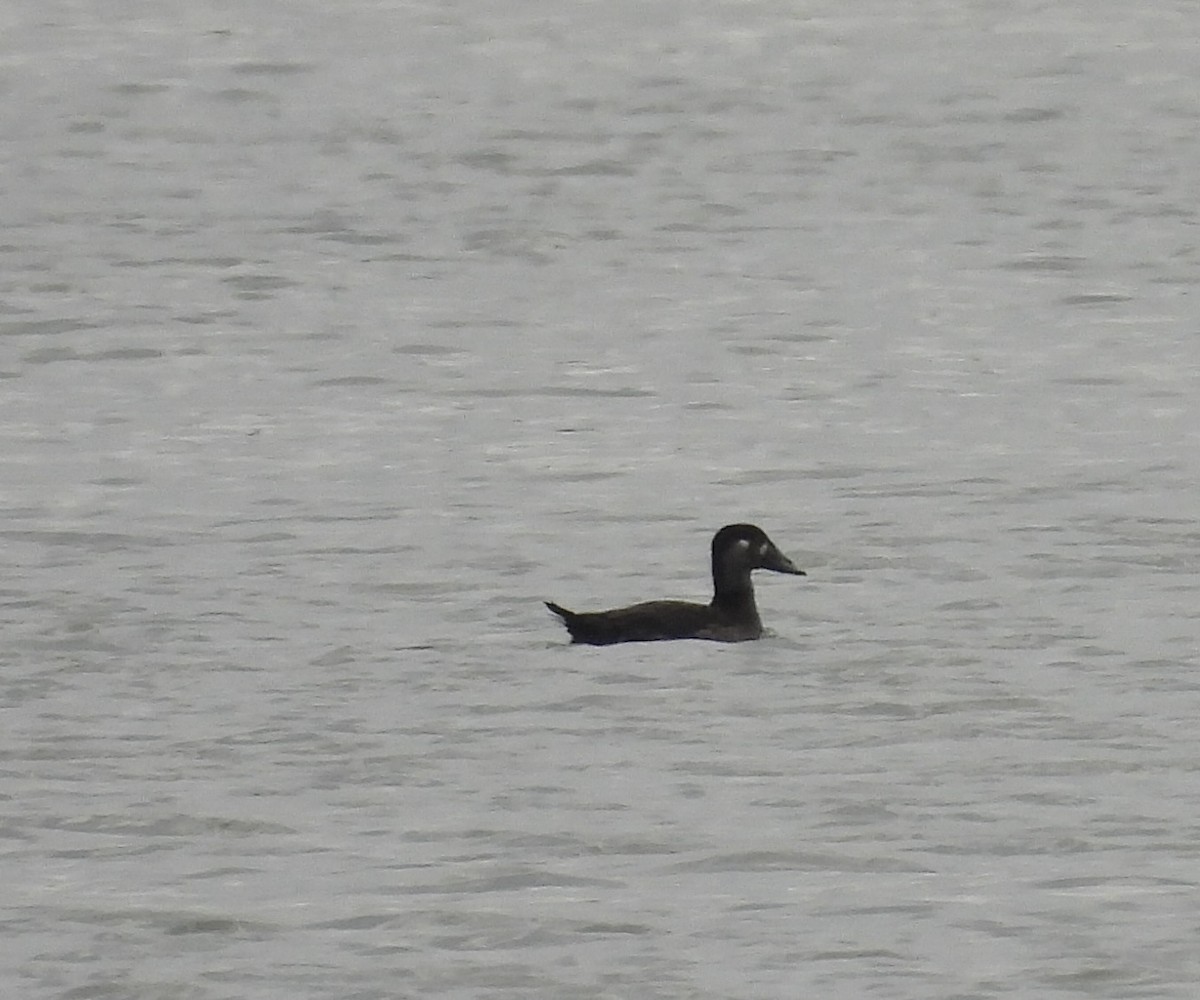 Surf Scoter - ML644284427