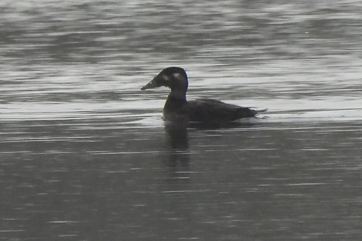Surf Scoter - ML644284428