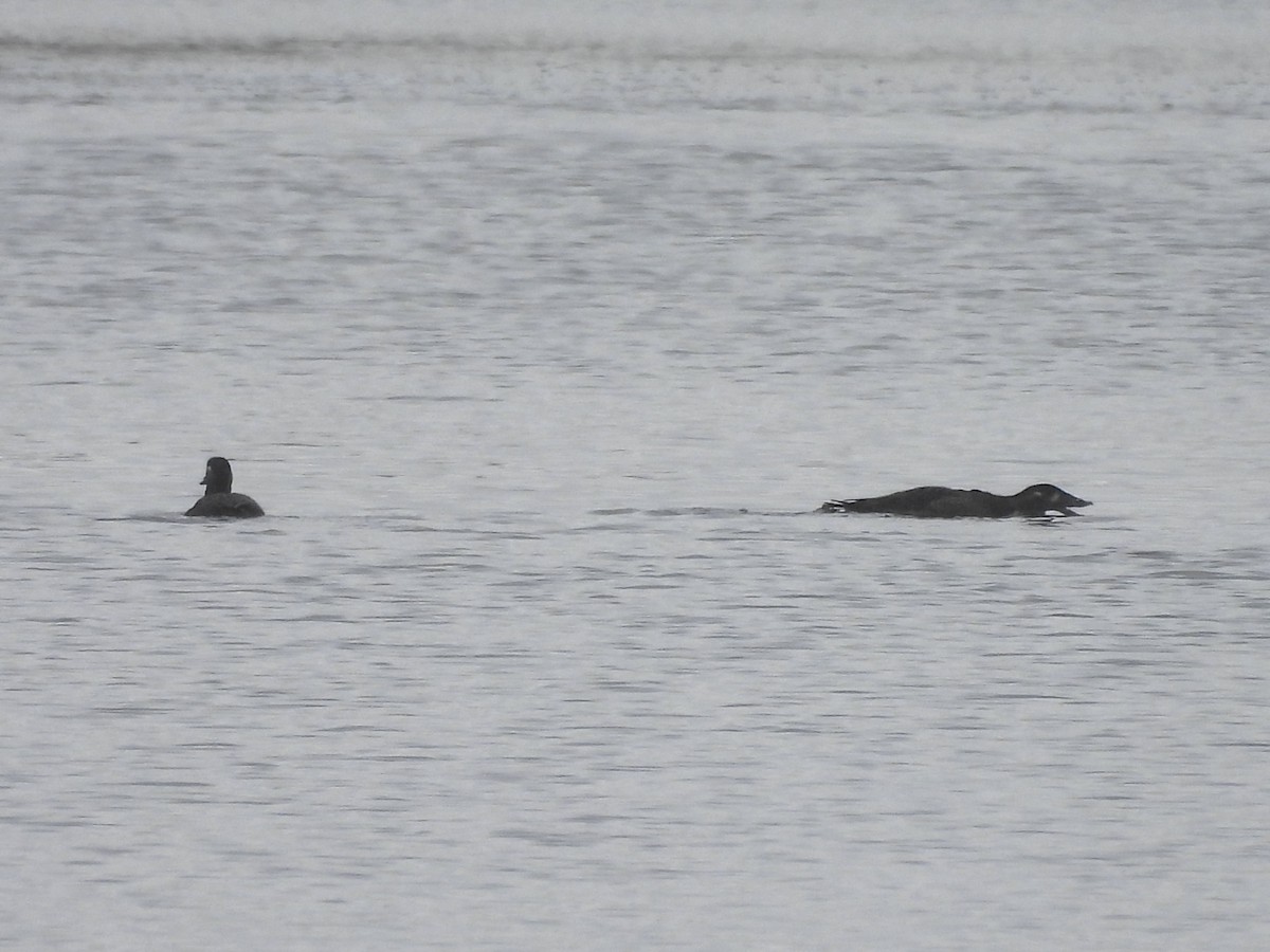 Surf Scoter - ML644284429