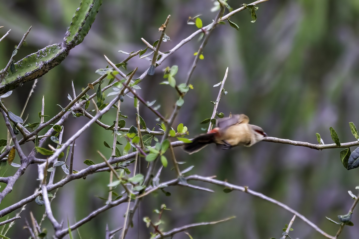 Al Kanatlı Mumgaga - ML644284435