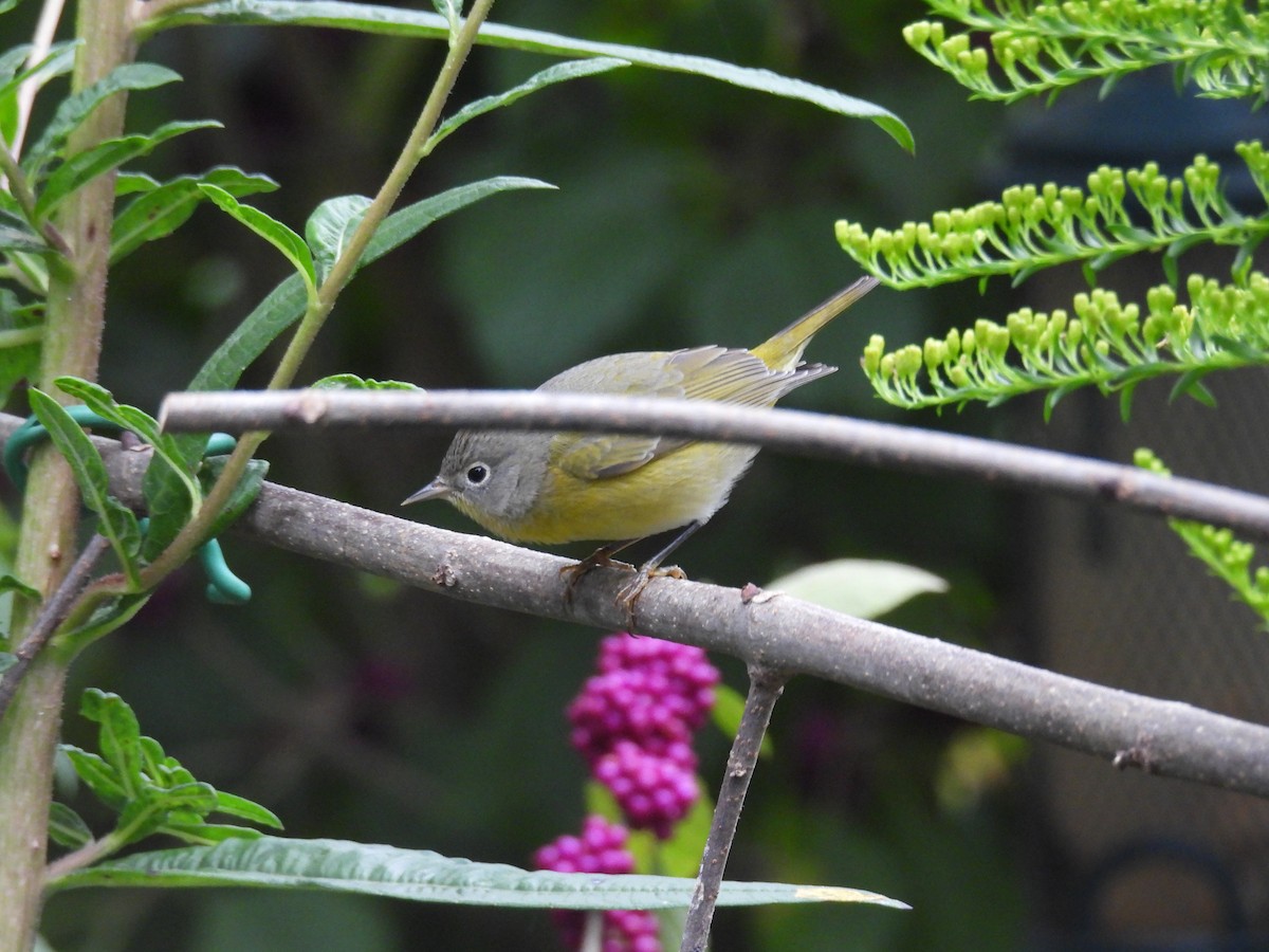 ズアカアメリカムシクイ - ML644284452