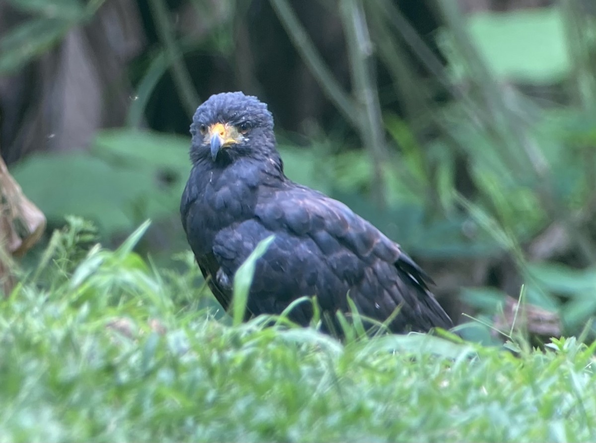 Common Black Hawk - ML644284465