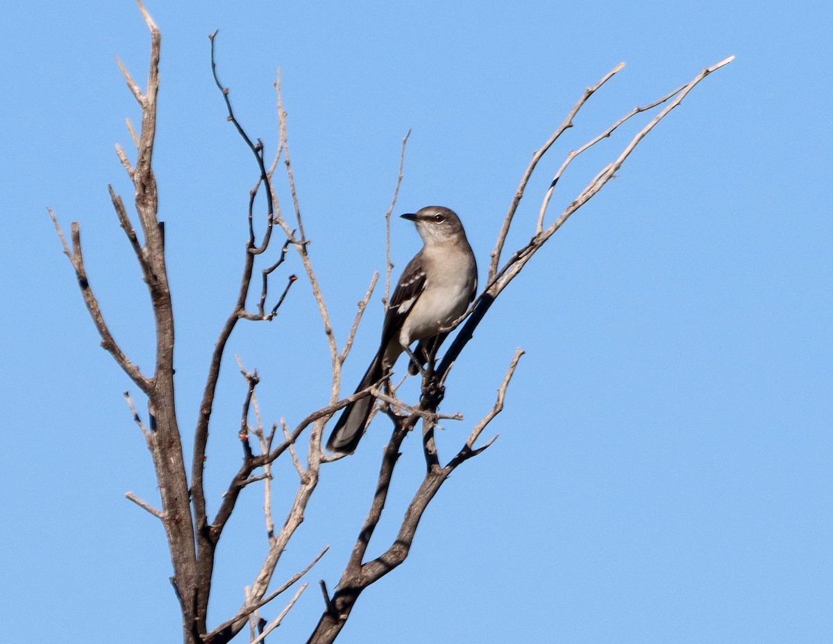 Northern Mockingbird - ML644284468