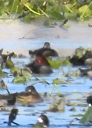 Redhead - ML644284470