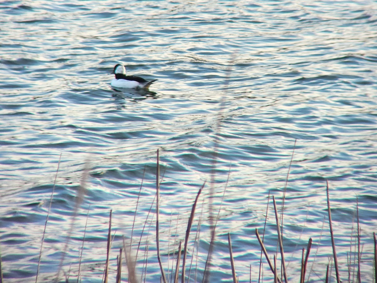 ヒメハジロ - ML644284471