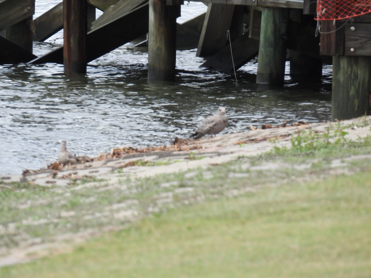 American Herring Gull - ML644284474