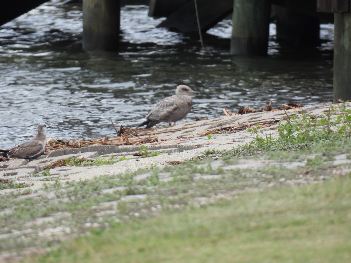 American Herring Gull - ML644284475