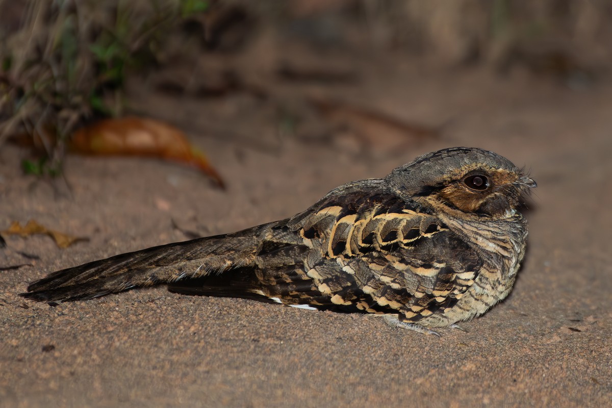 Пораке - ML644284482