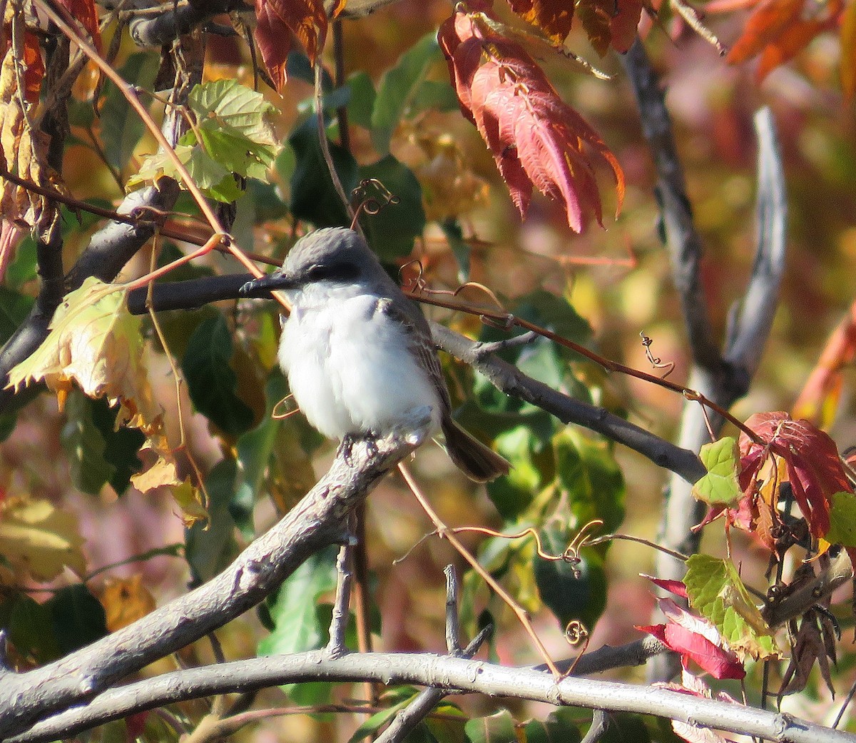 Gray Kingbird - ML644284485