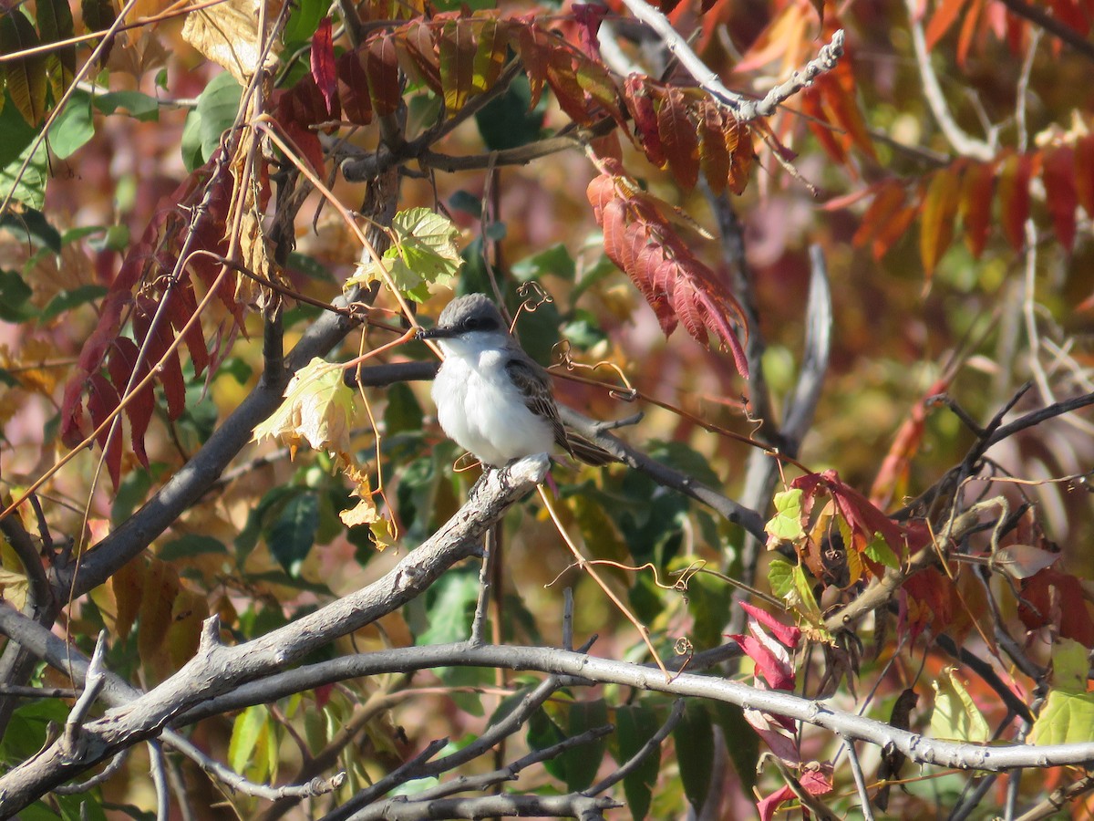 Gray Kingbird - ML644284486