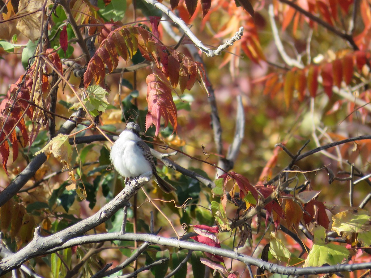 Gray Kingbird - ML644284487