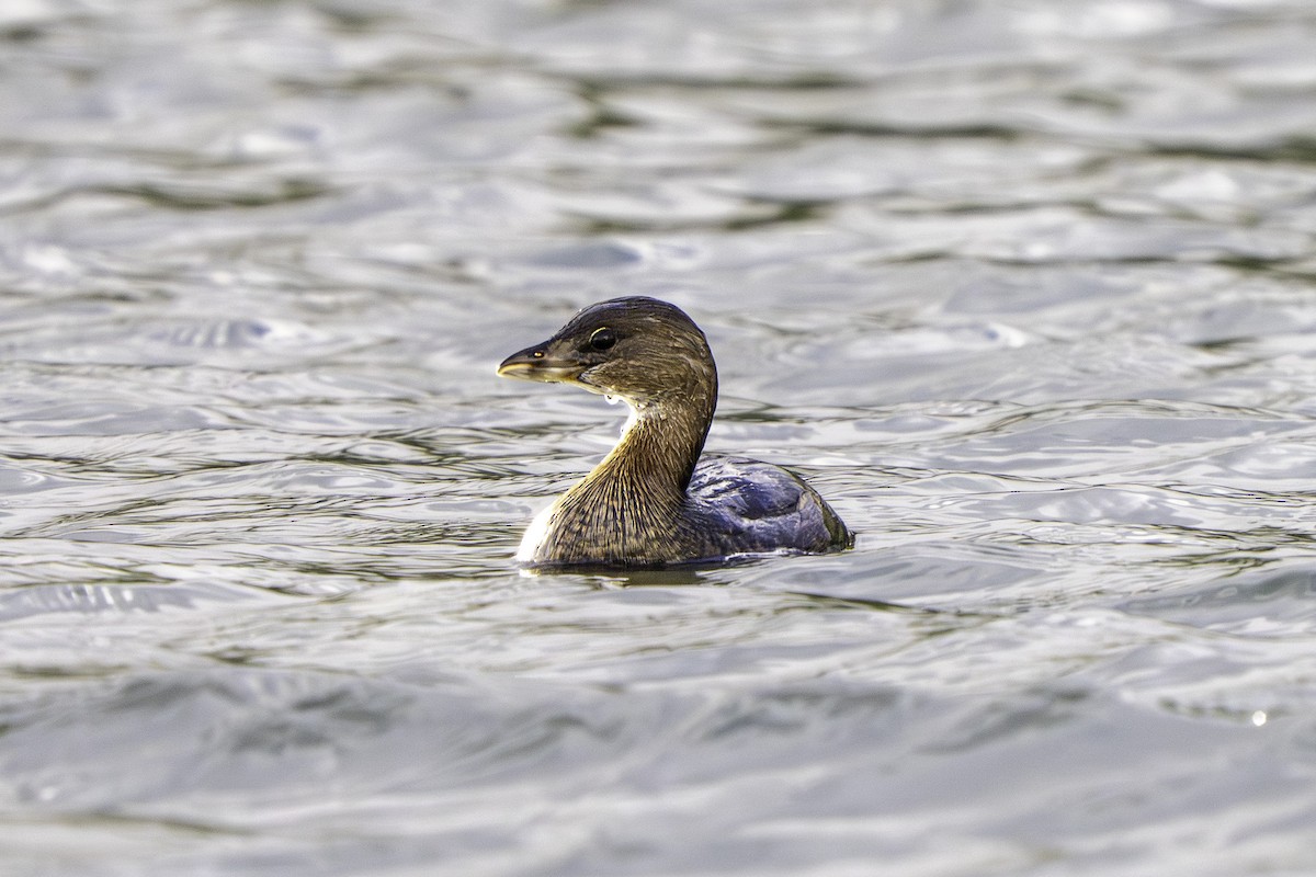 Pied-billed Grebe - ML644284488
