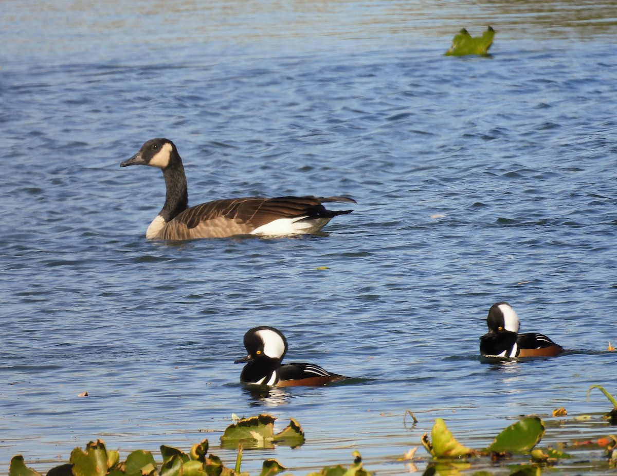 Hooded Merganser - ML644284490