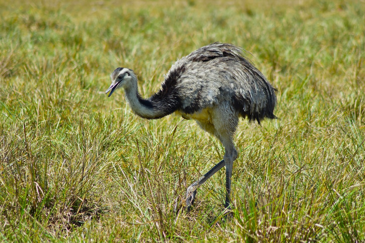 Greater Rhea - ML644284501