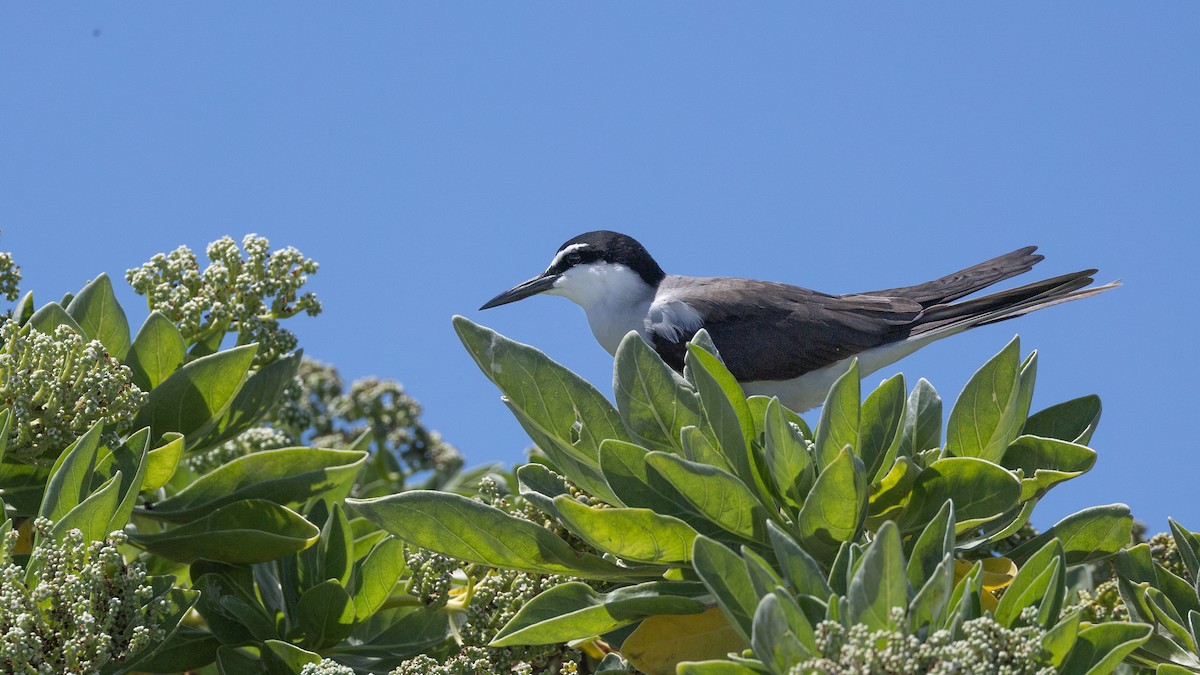 Бурокрылая крачка - ML644284507