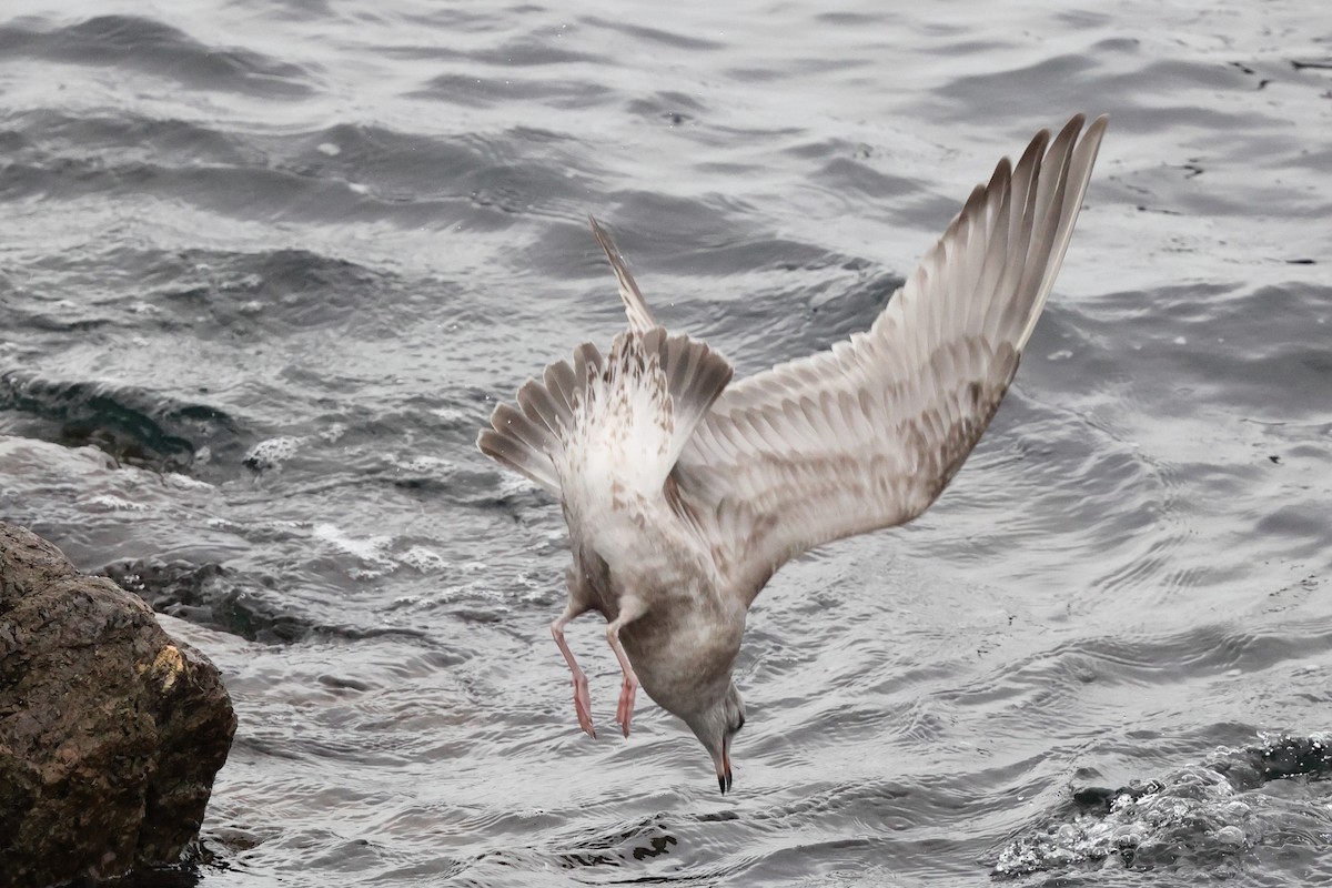 Short-billed Gull - ML644284508
